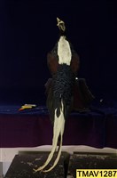 藍腹鷴藏品圖，第8張